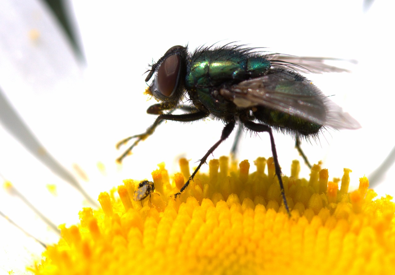 fly green rest free photo