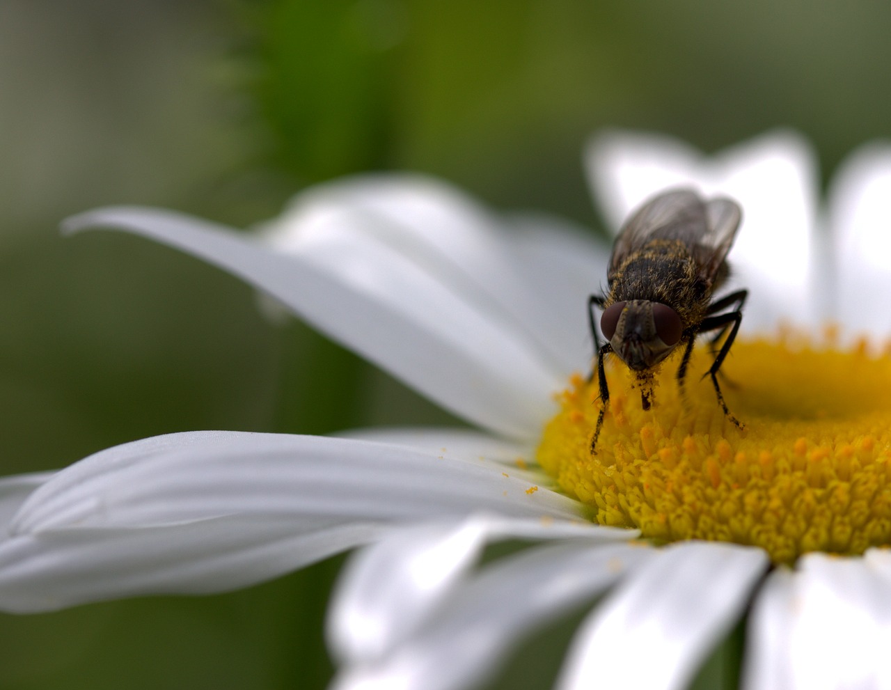 fly daisy pollen free photo