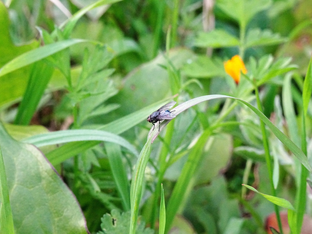 fly insect nature free photo