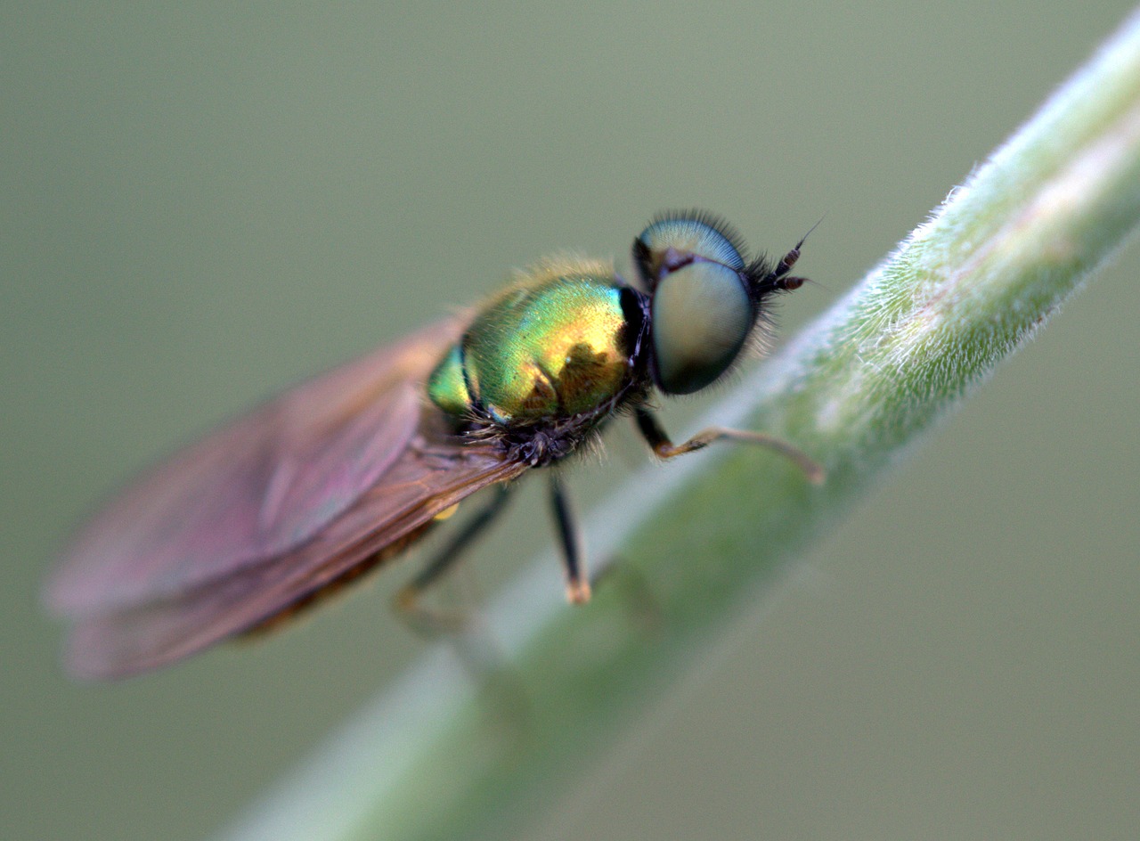 fly green strain free photo