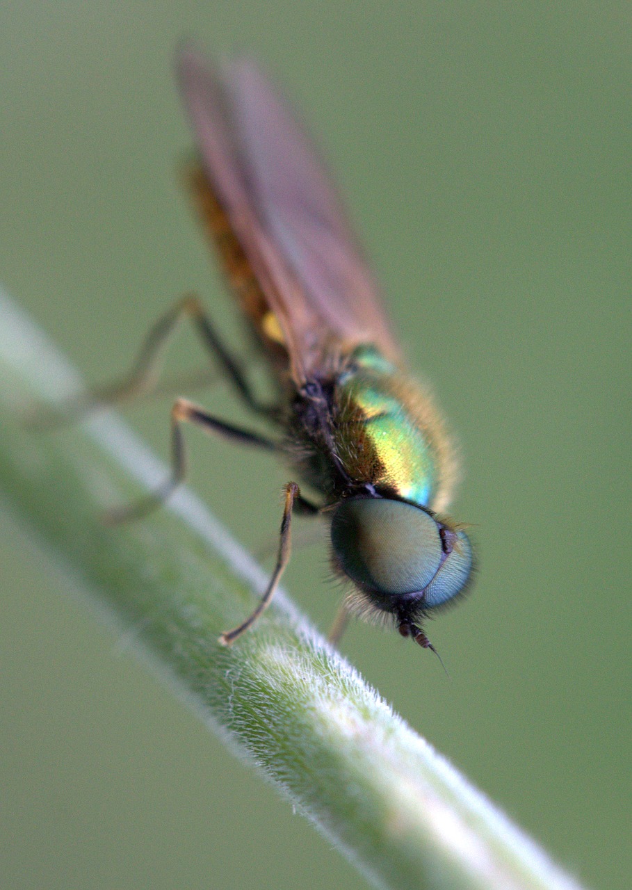 fly green strain free photo