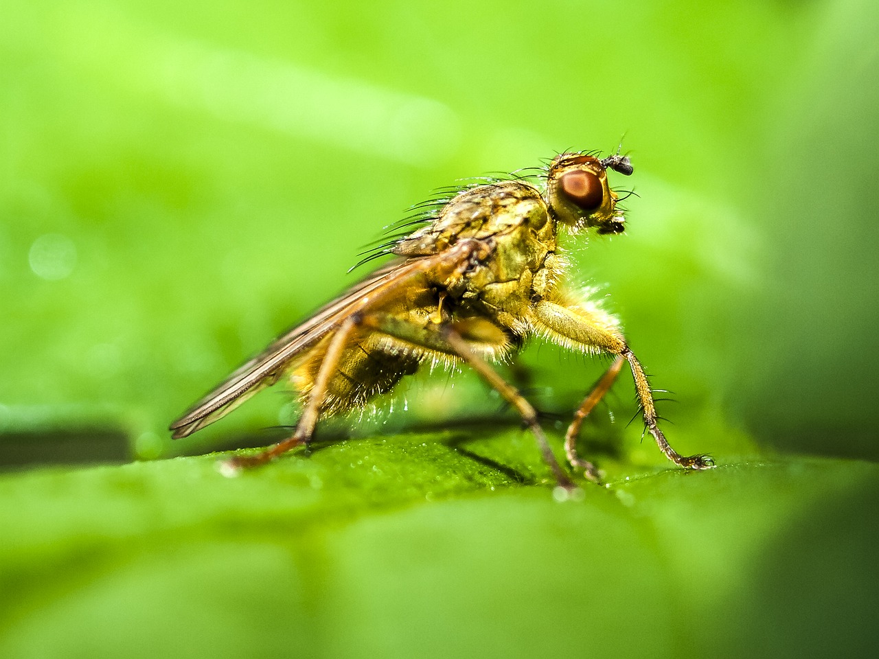 fly dung fly nature free photo