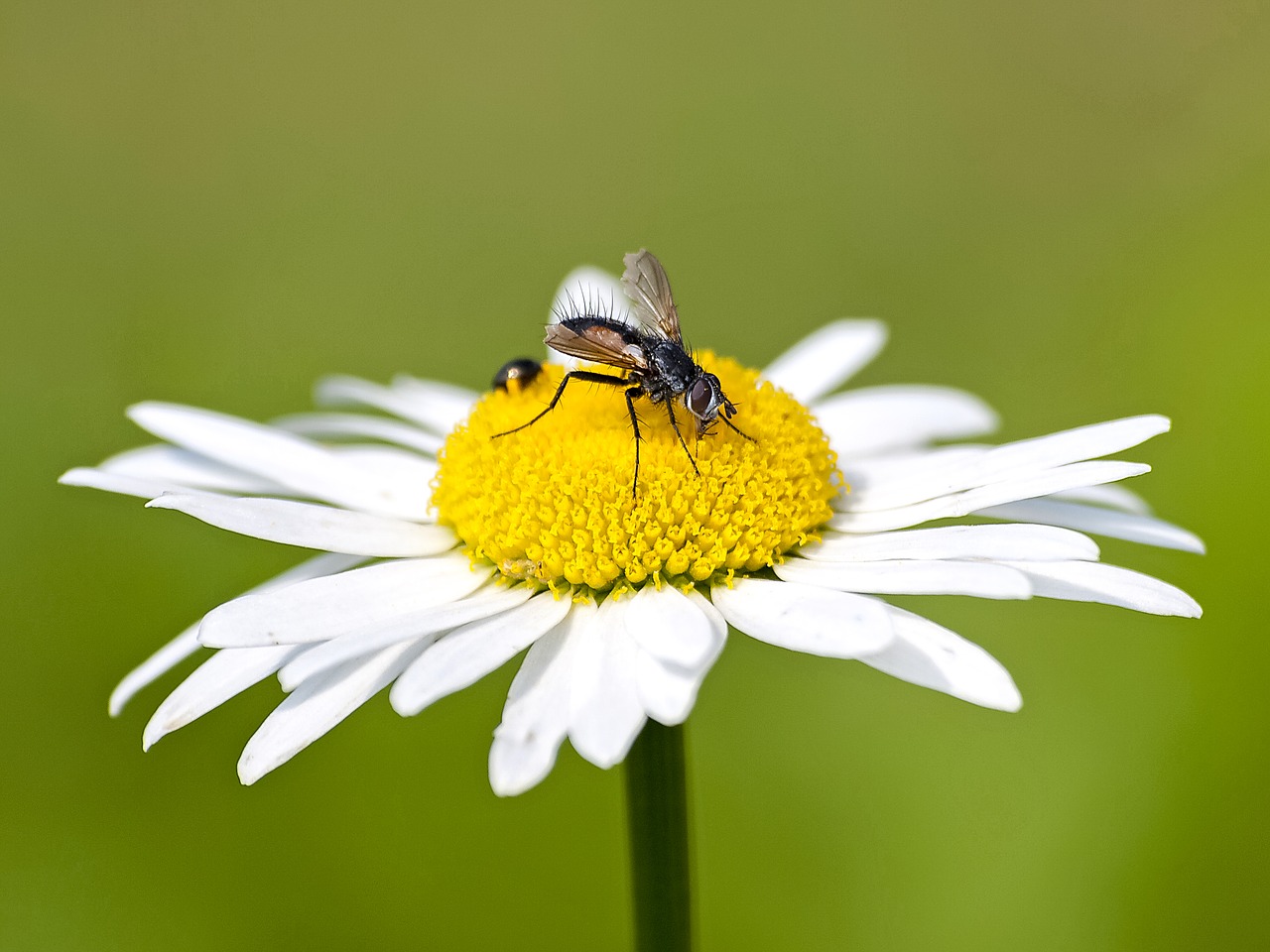 fly insect nature free photo