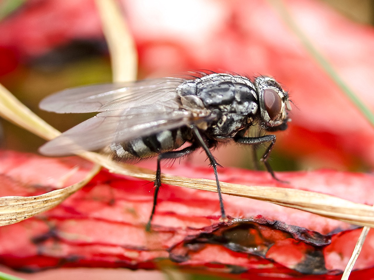 fly insect nature free photo