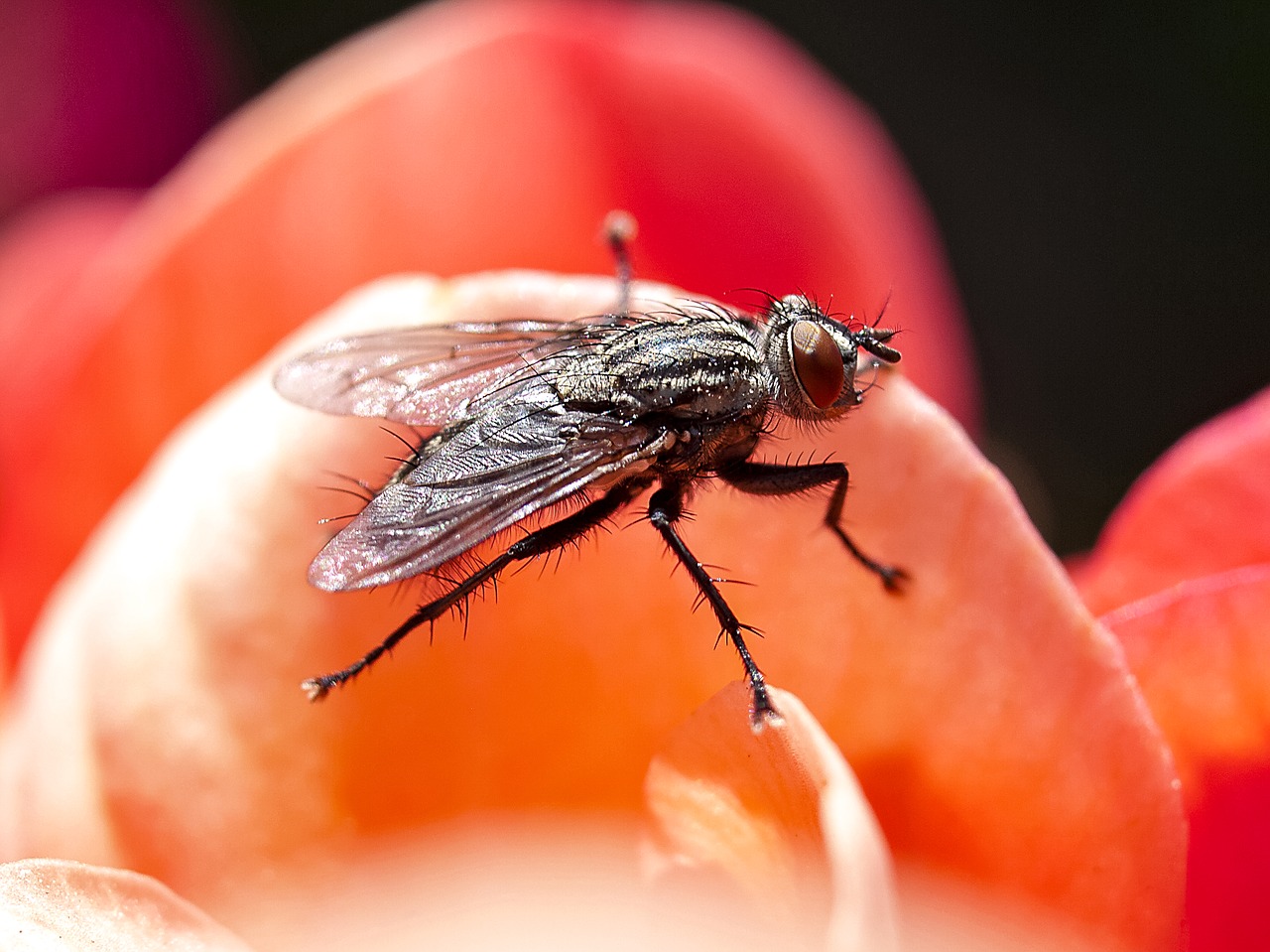 fly insect nature free photo