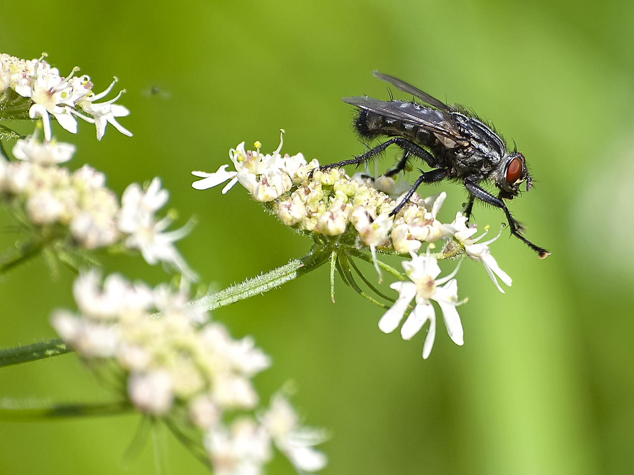 fly insect nature free photo