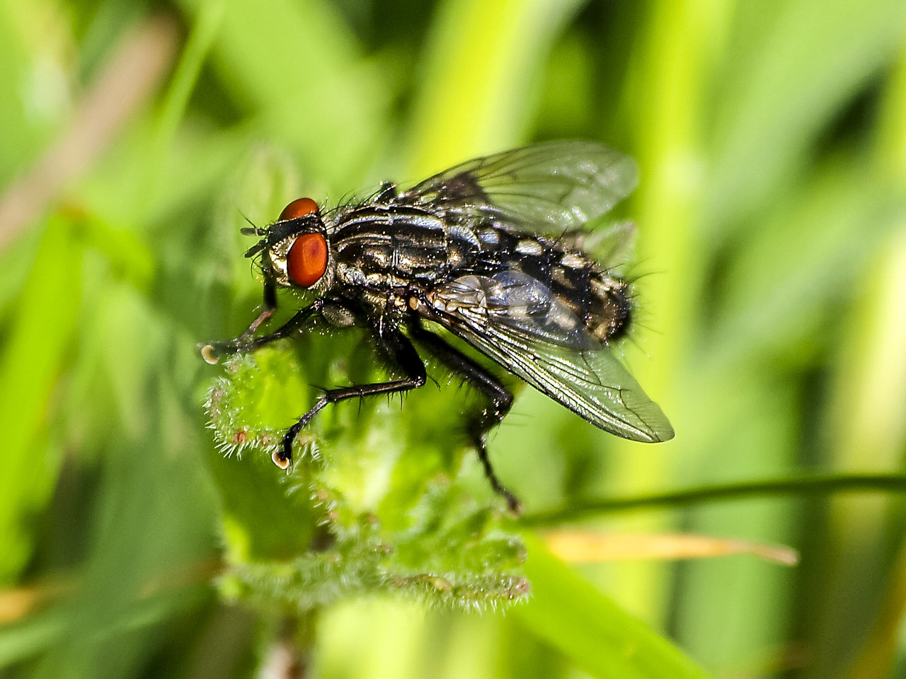 fly insect nature free photo