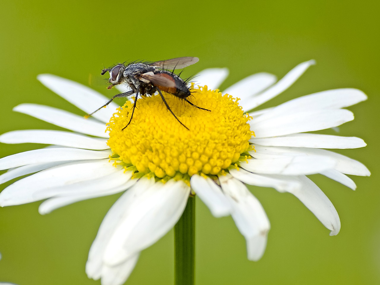 fly insect animal free photo