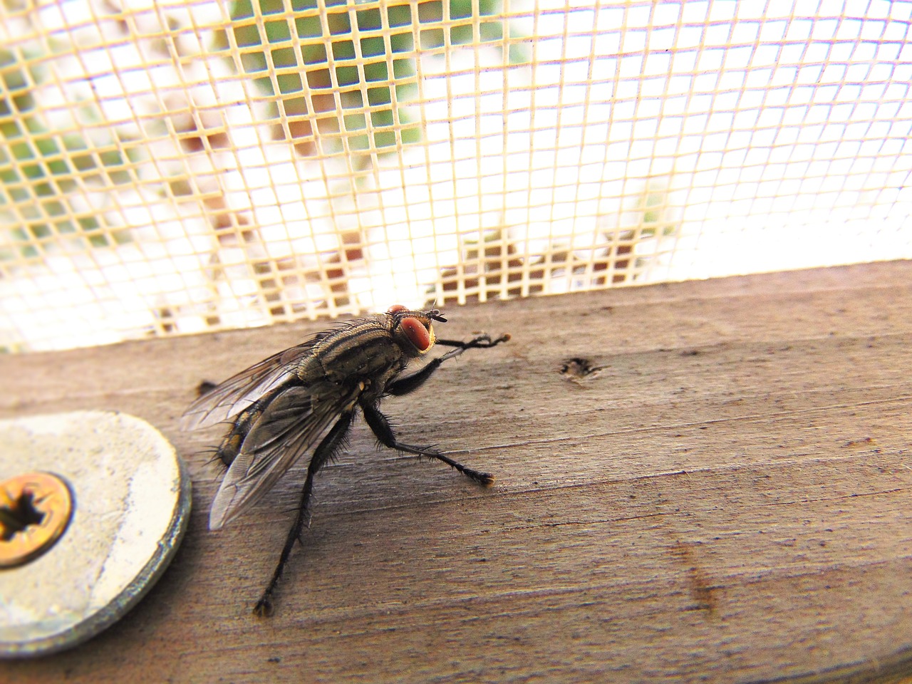 fly nature housefly free photo