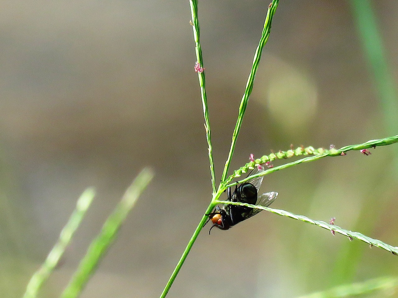 fly macro single free photo