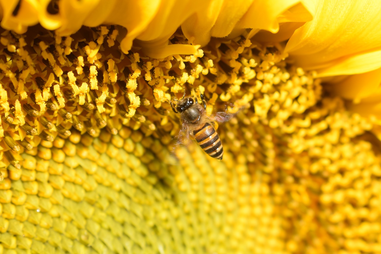 fly bee sunflower free photo