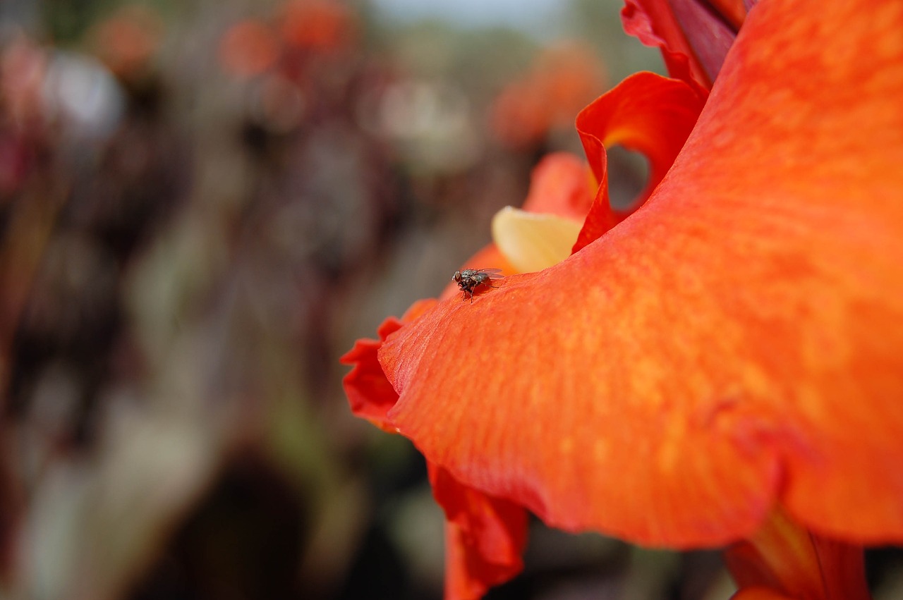 fly red lily free photo