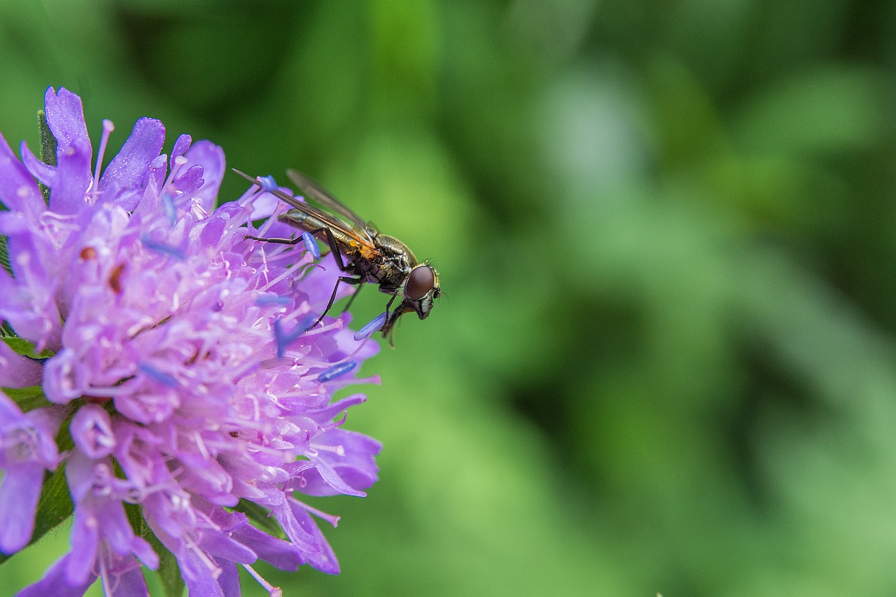 fly predator fly flower free photo