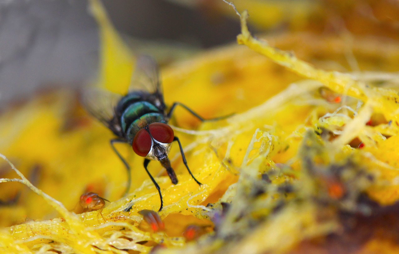 fly macro mango free photo