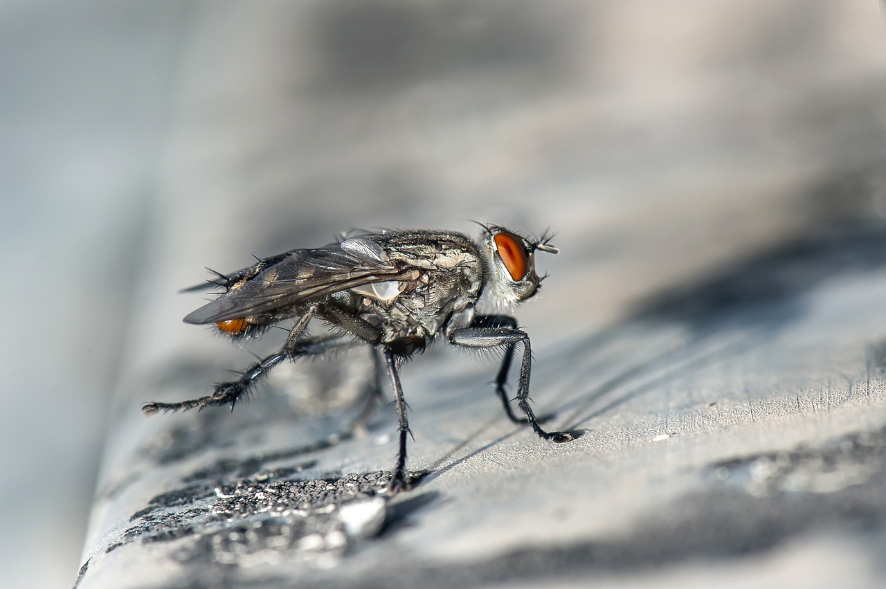 fly macro insect free photo