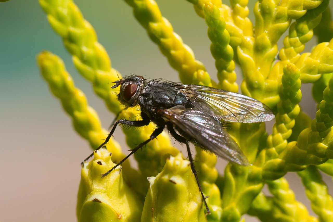 fly insect nature free photo