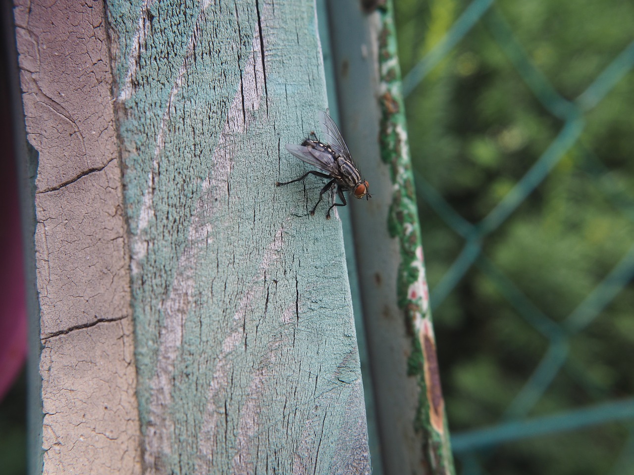 fly insect nature free photo