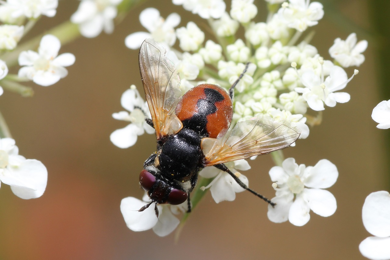 fly bee red free photo