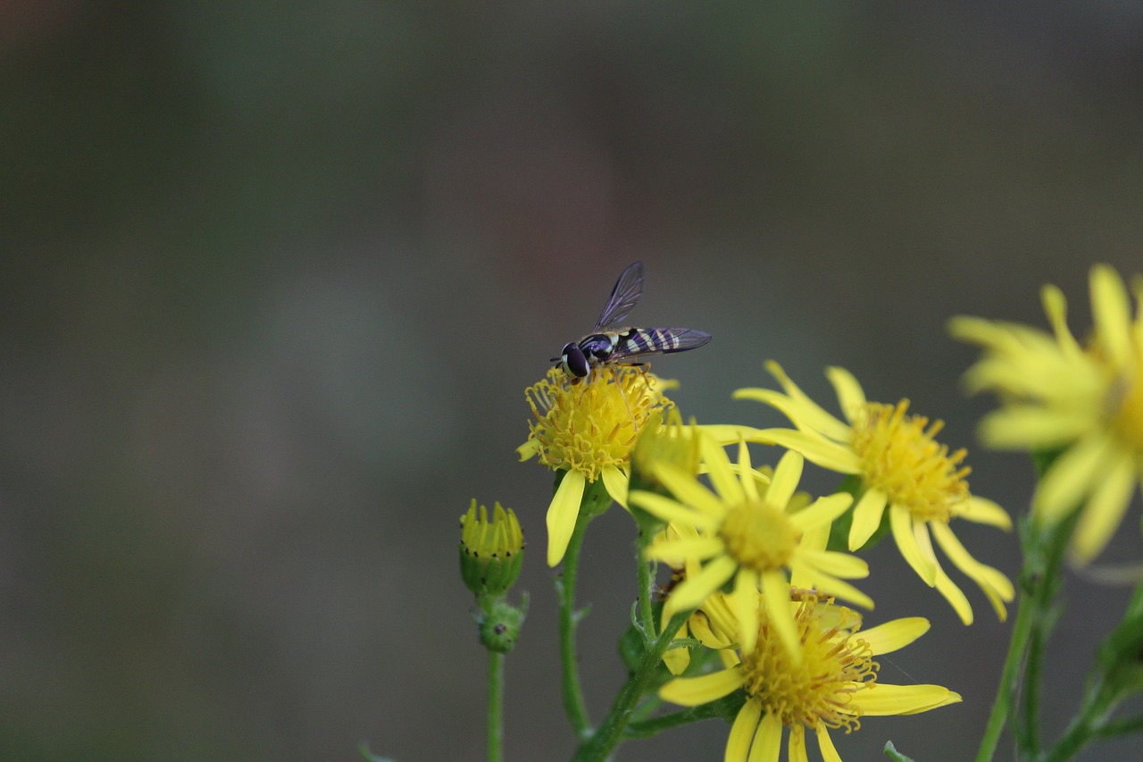 fly insect mouchette free photo