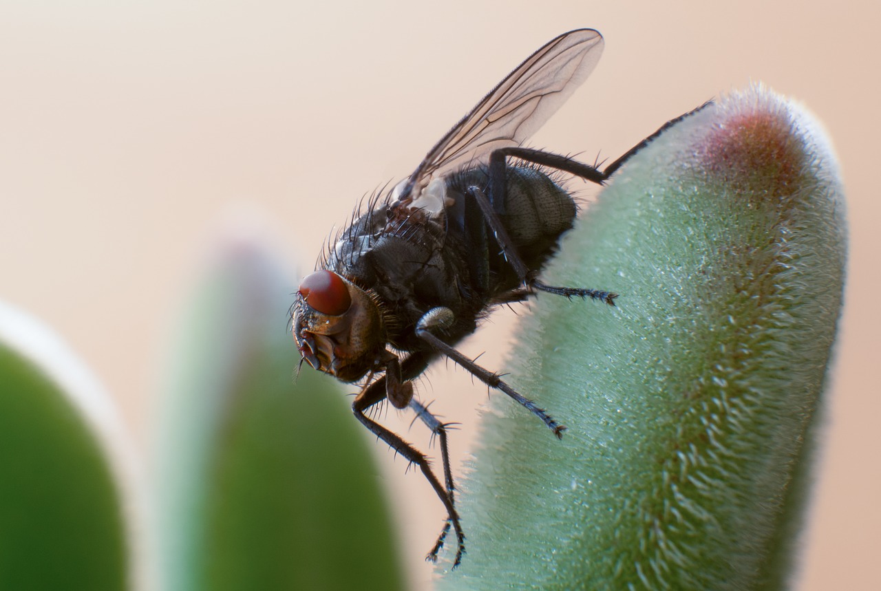 fly insect macro free photo