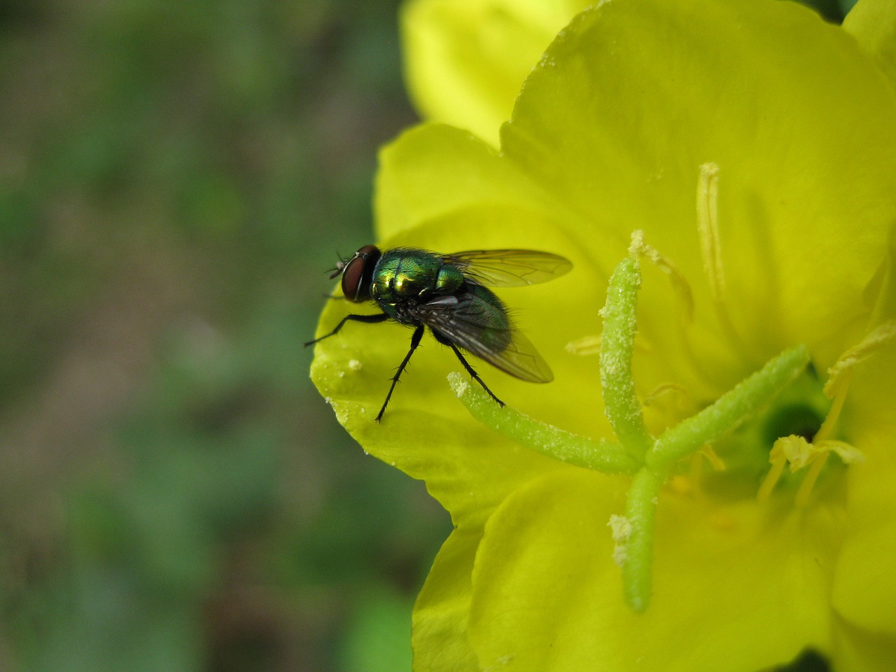 fly insect flower free photo