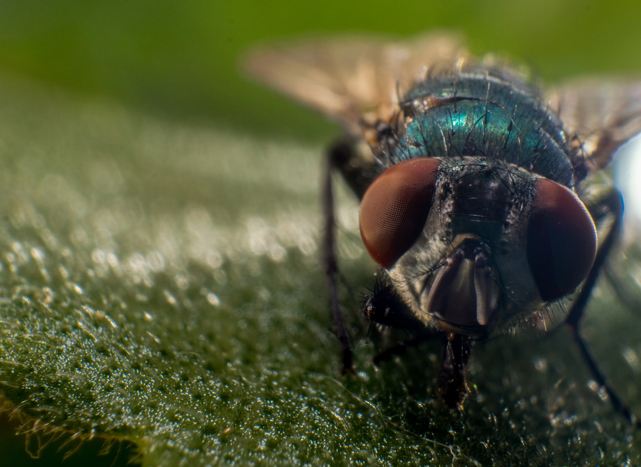 fly macro nature free photo