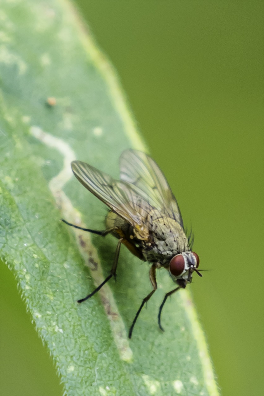 fly flower with fly small free photo