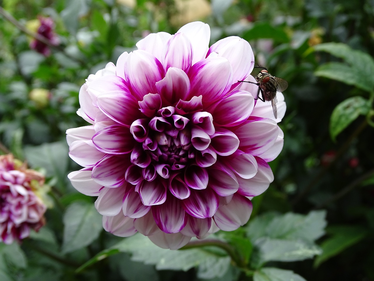 fly dahlia flowers free photo