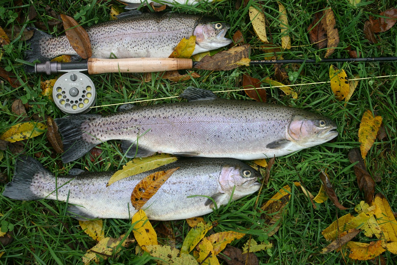 fly fishing catch free photo