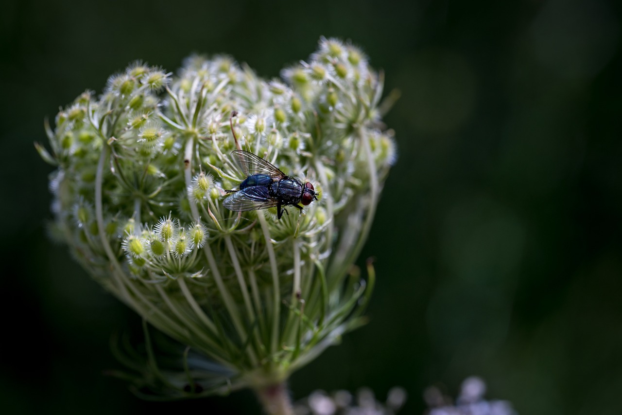 fly insect macro free photo