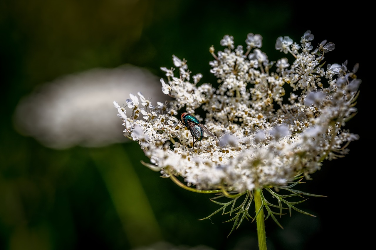 fly insect macro free photo