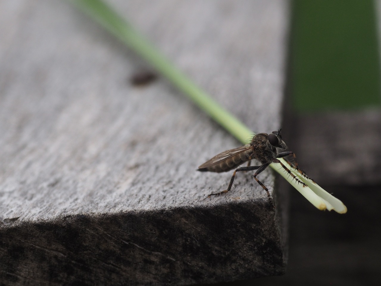 fly insect macro free photo