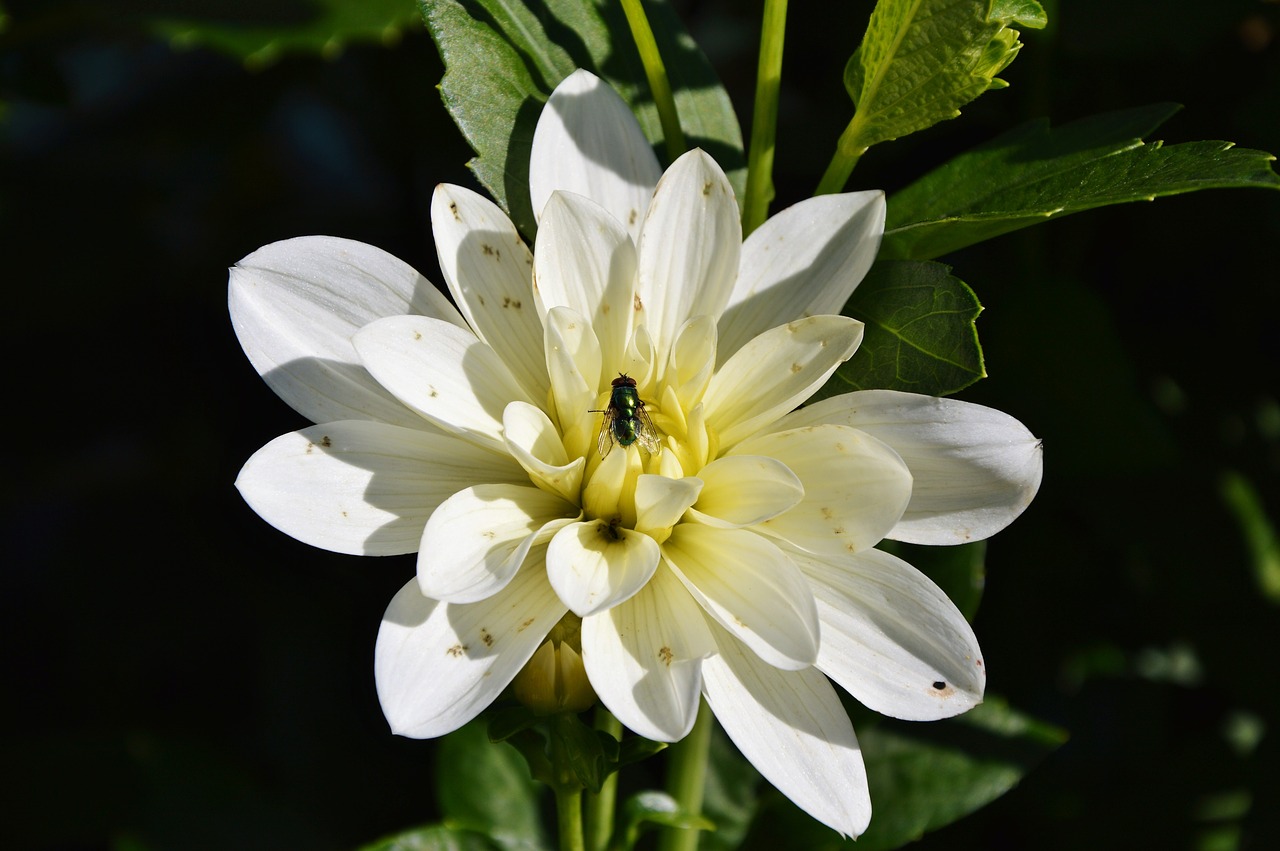 fly insect dahlia free photo