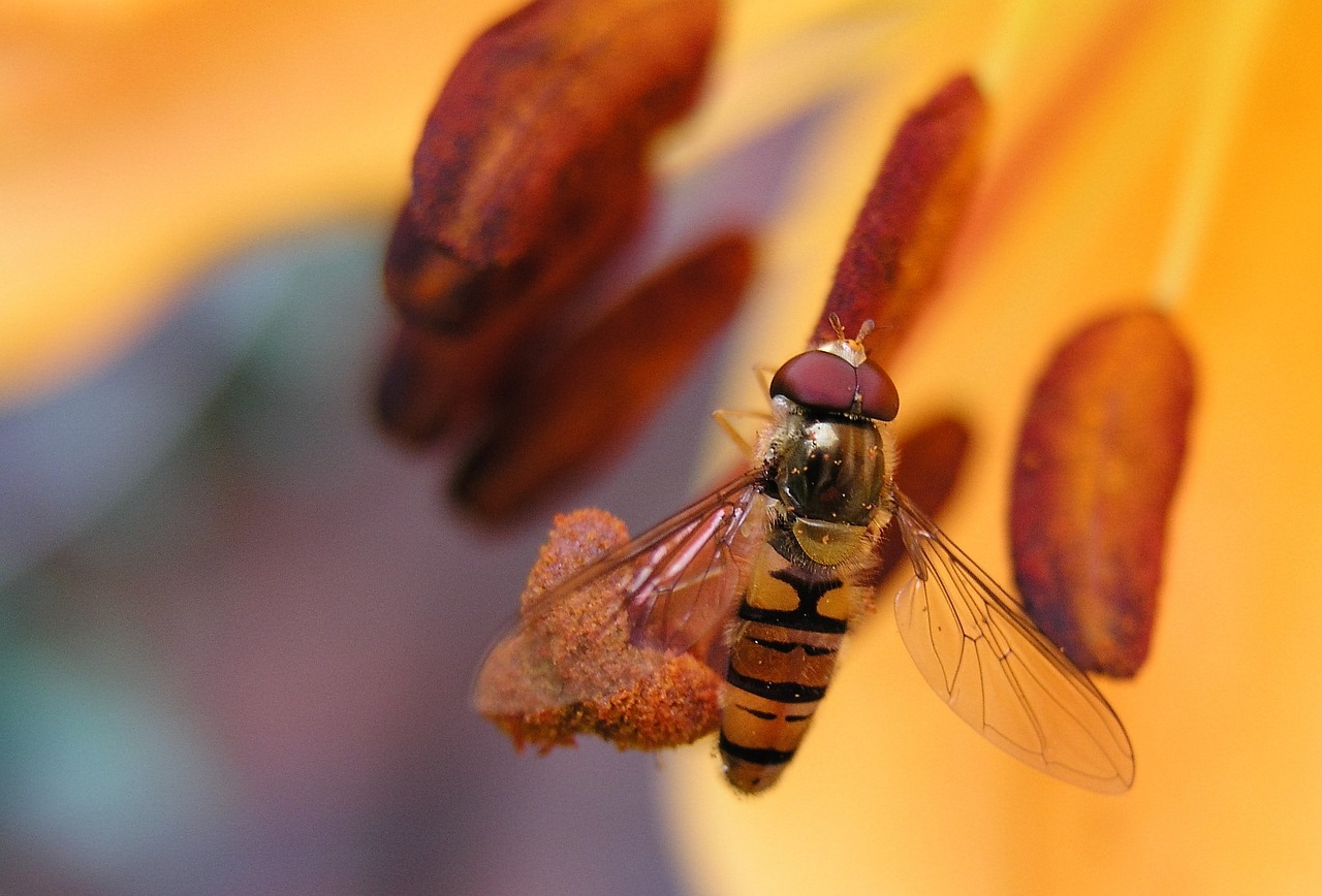 fly lily insect free photo