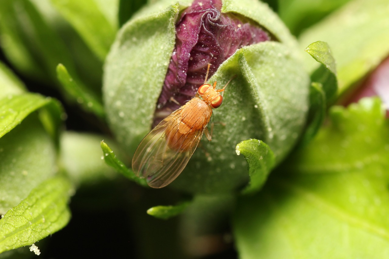 fly transparent plant free photo