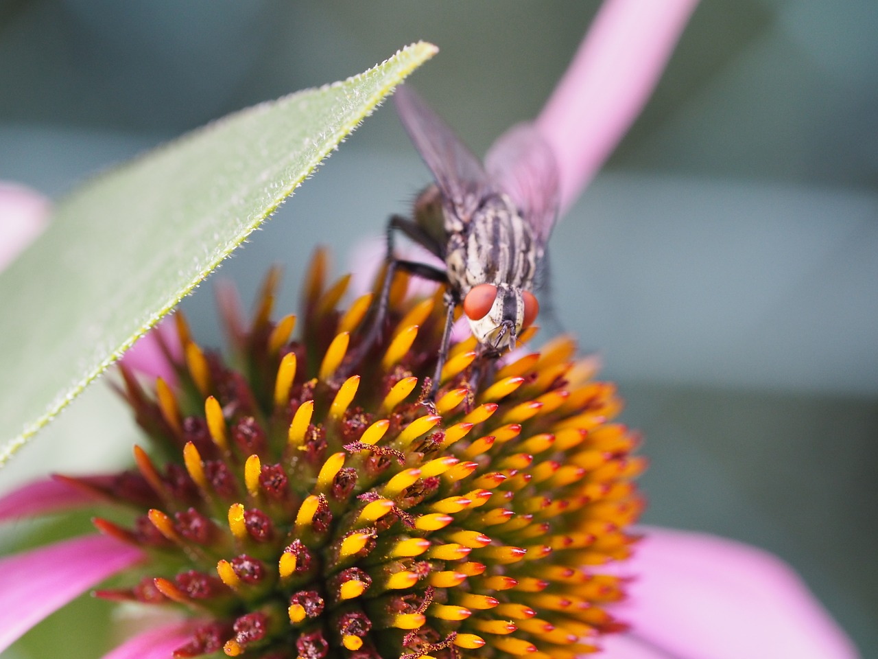 fly insect macro free photo