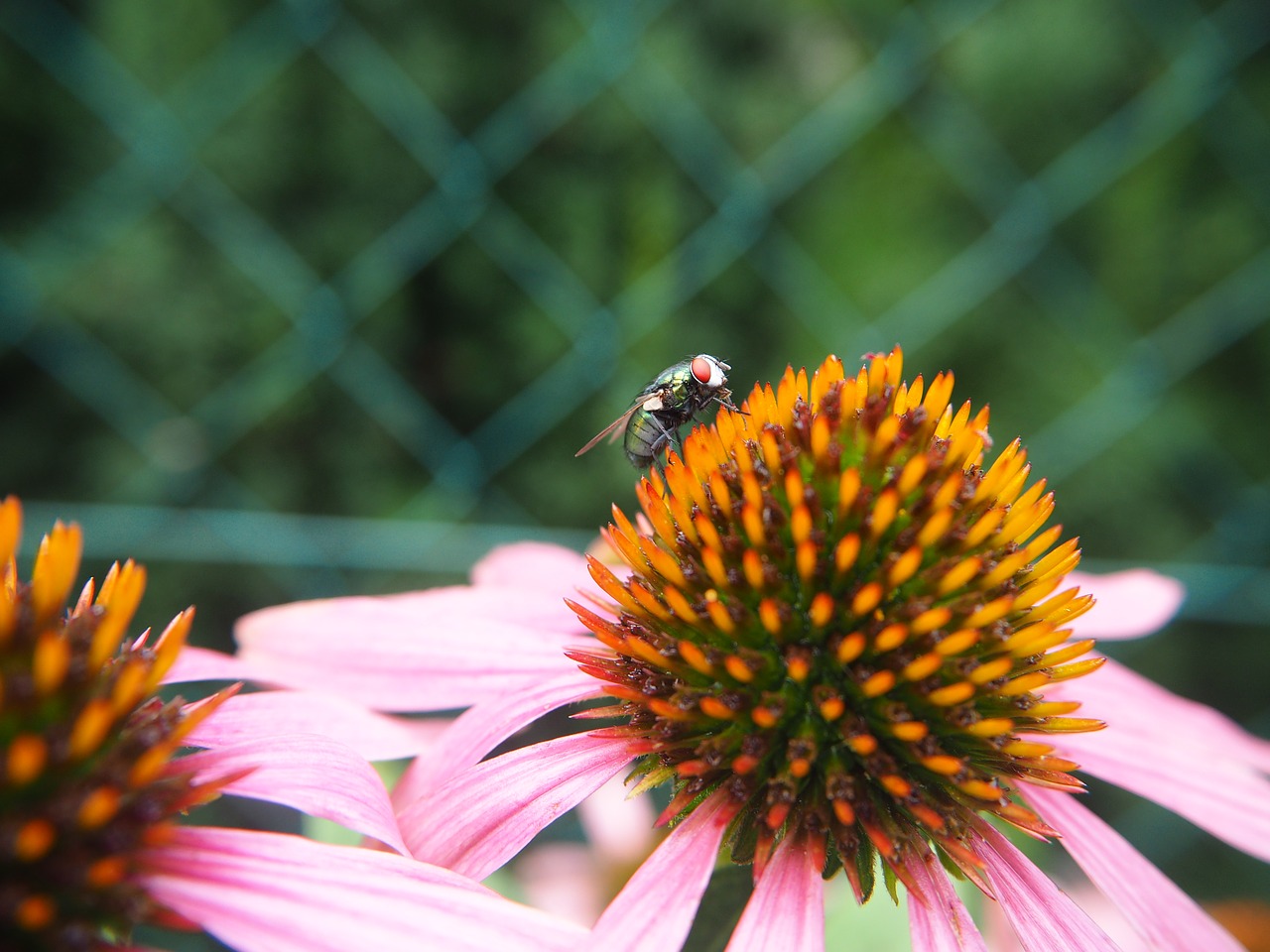 Sun flies. Эхинацея pollination Yellow Apex. Эхинацея пурпурная pollination Mix.