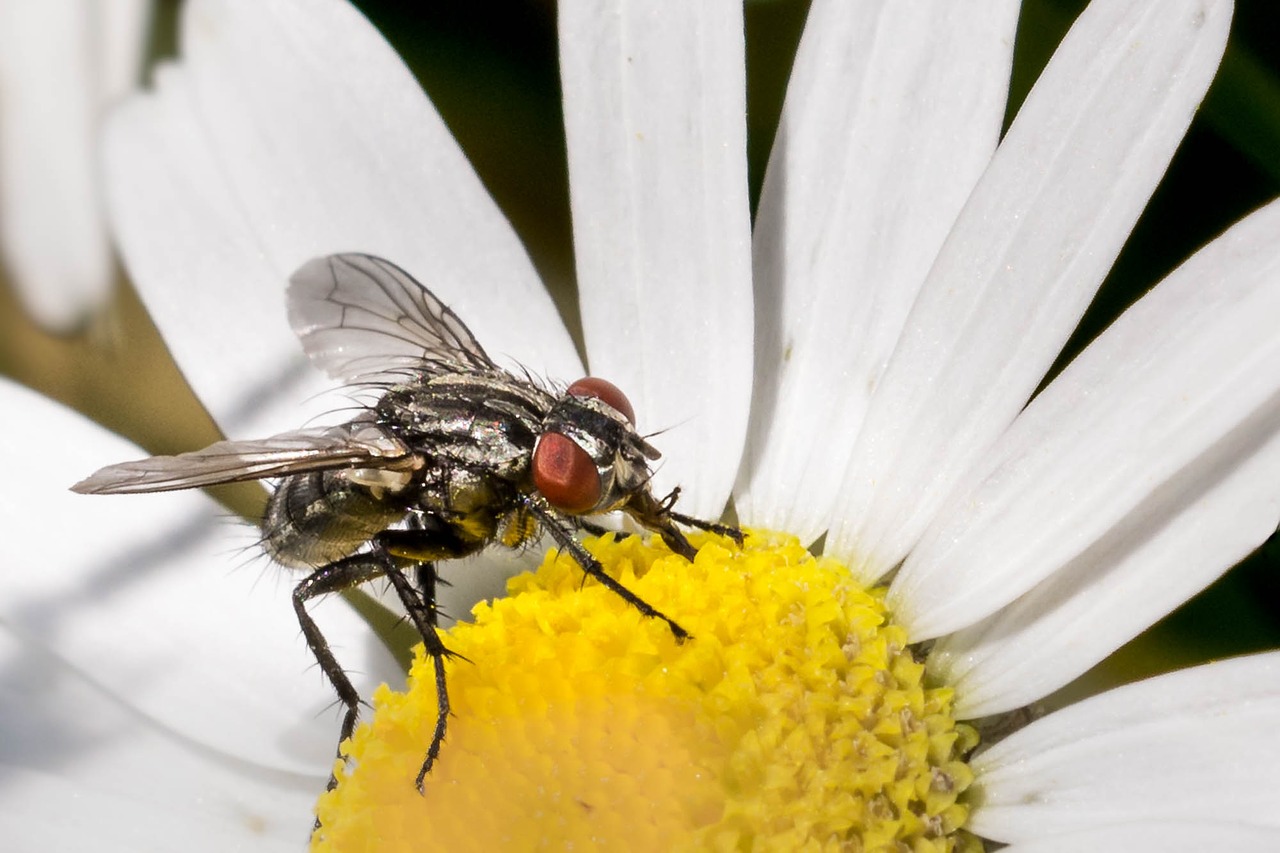 fly insect macro free photo