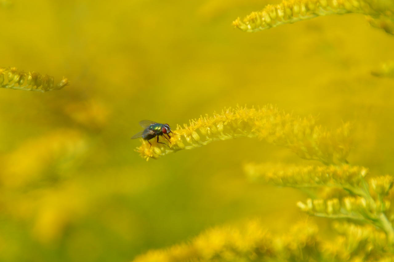 fly nature insect free photo