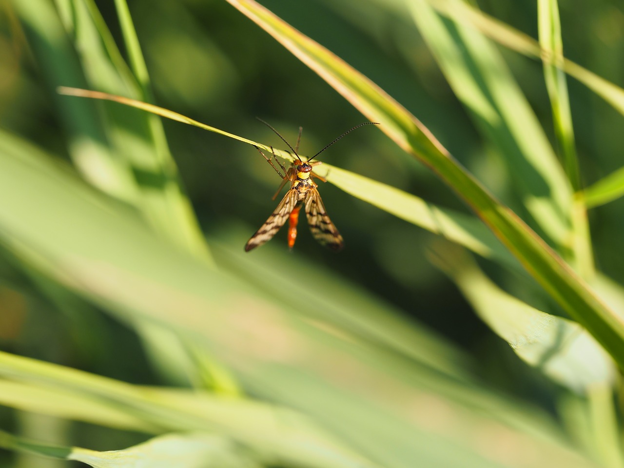 fly insect grasshopper free photo