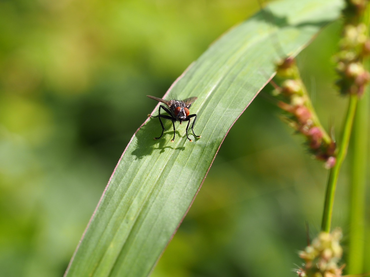 fly insect meadow free photo