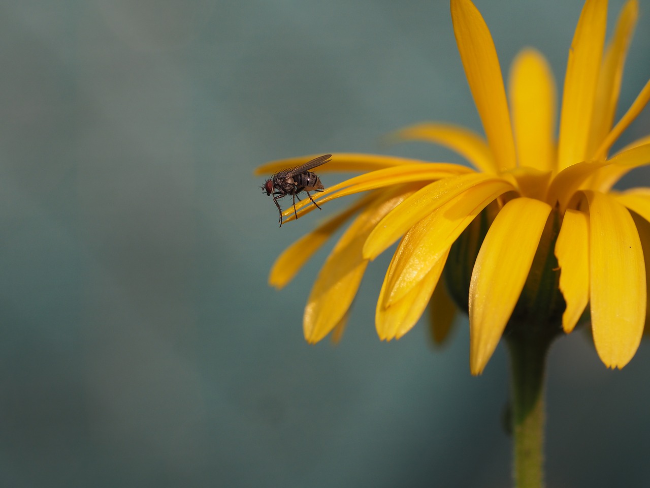 fly insect yellow free photo