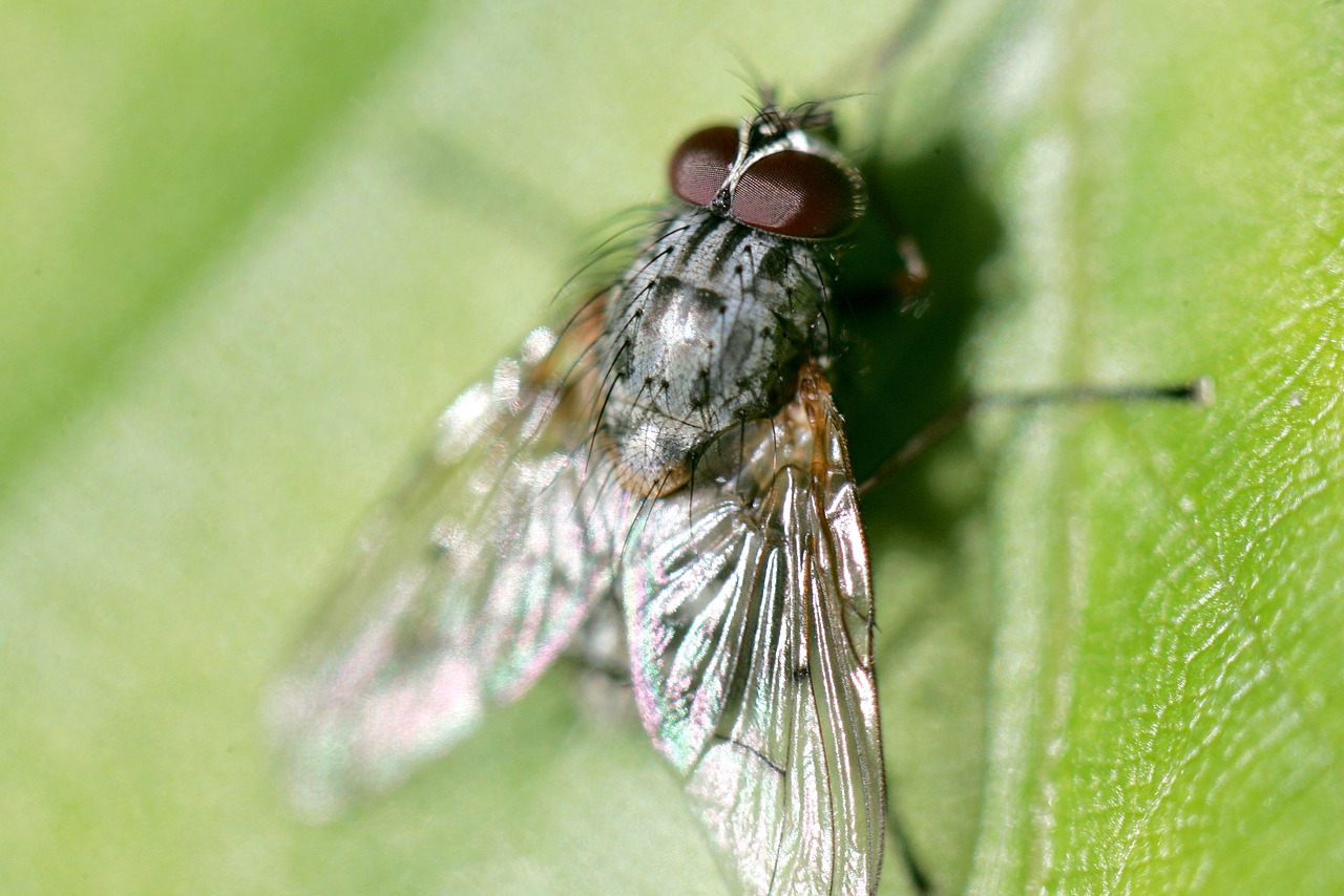 fly meat-fly garden free photo