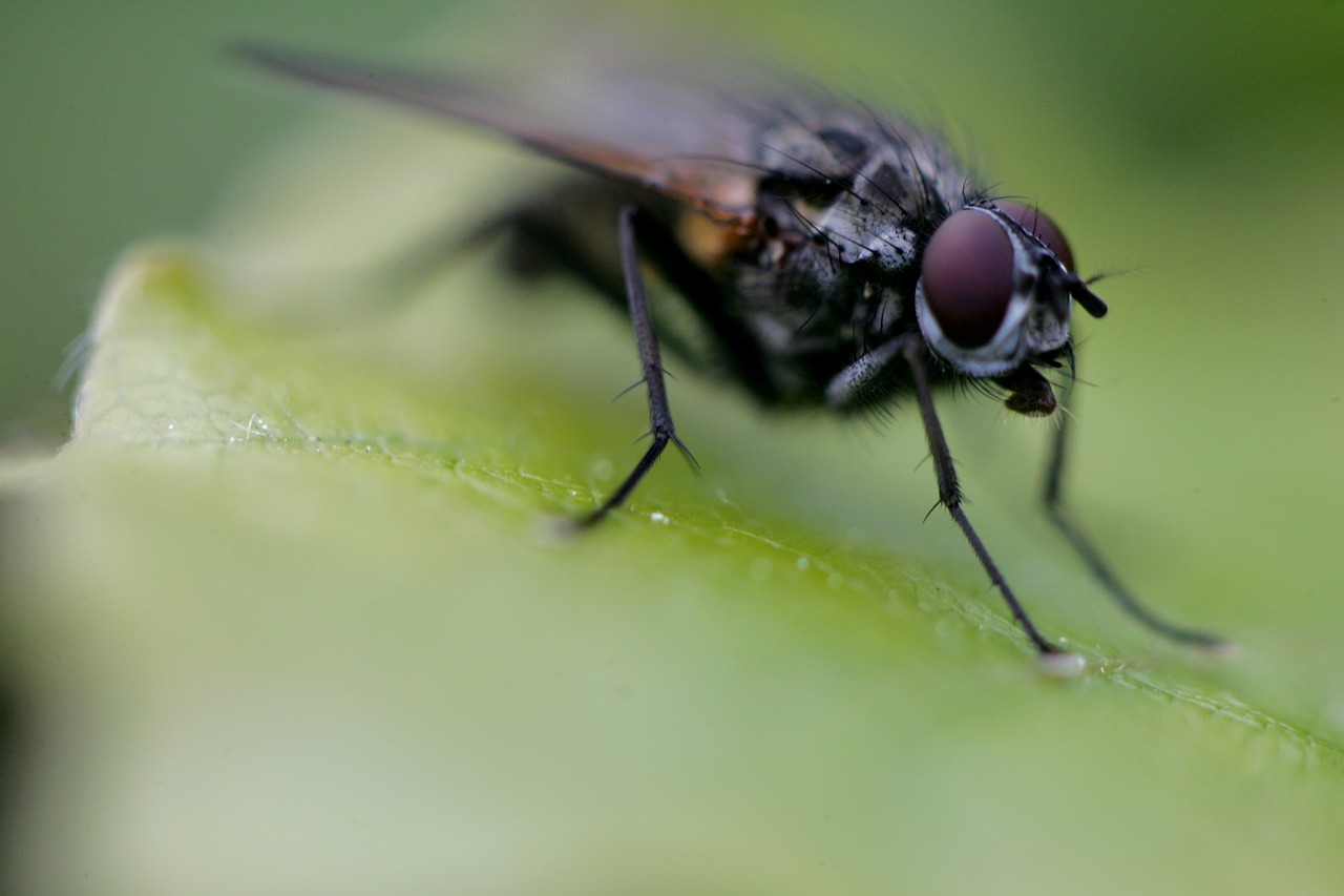 fly garden bug free photo