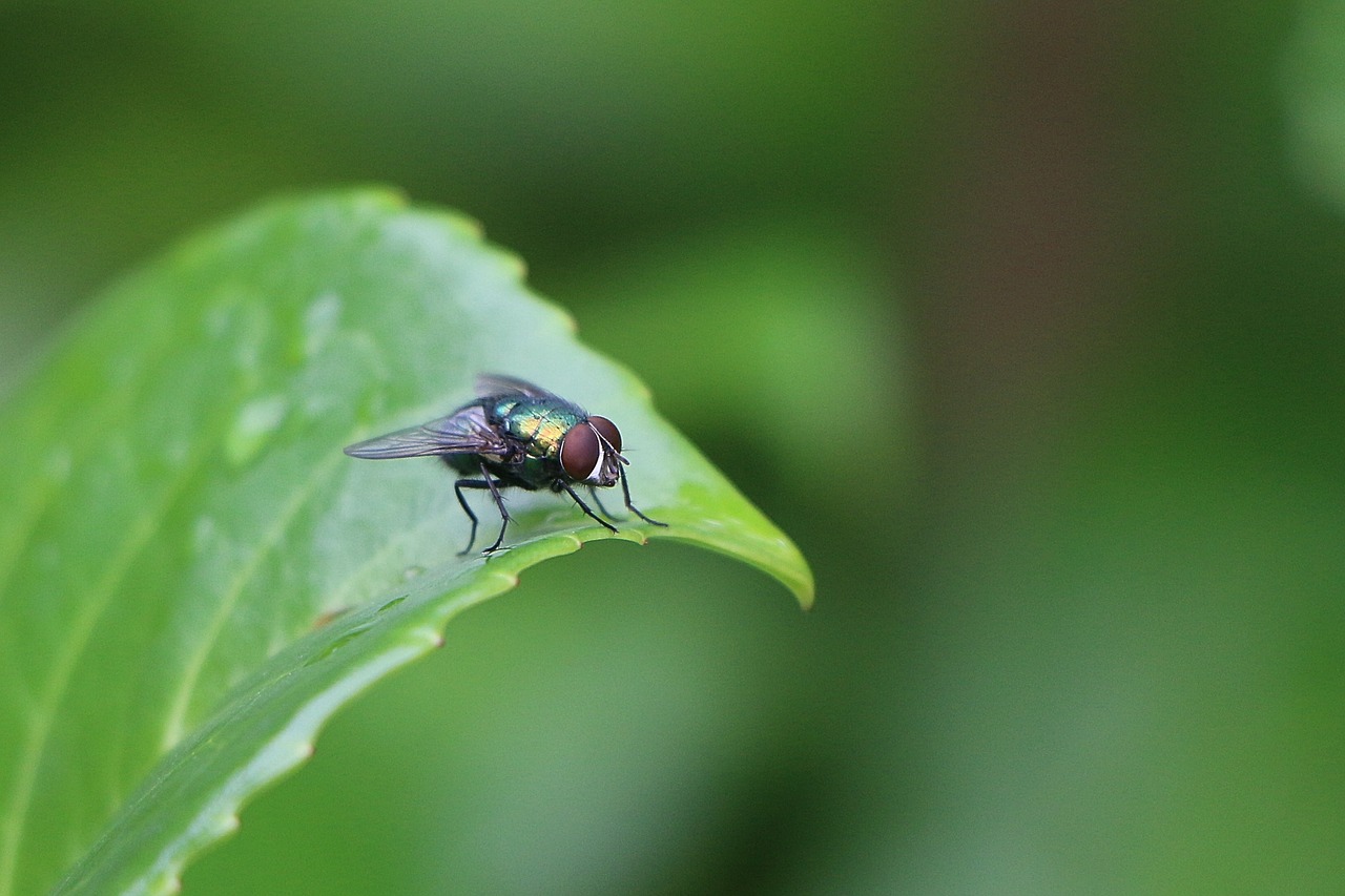 fly green insect free photo