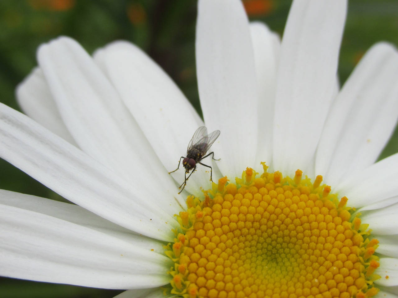 fly chamomile flower free photo