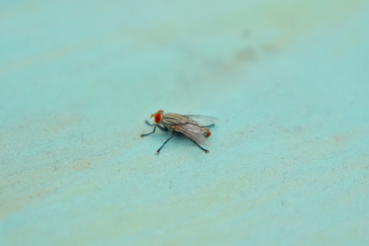 fly red eye insect free photo