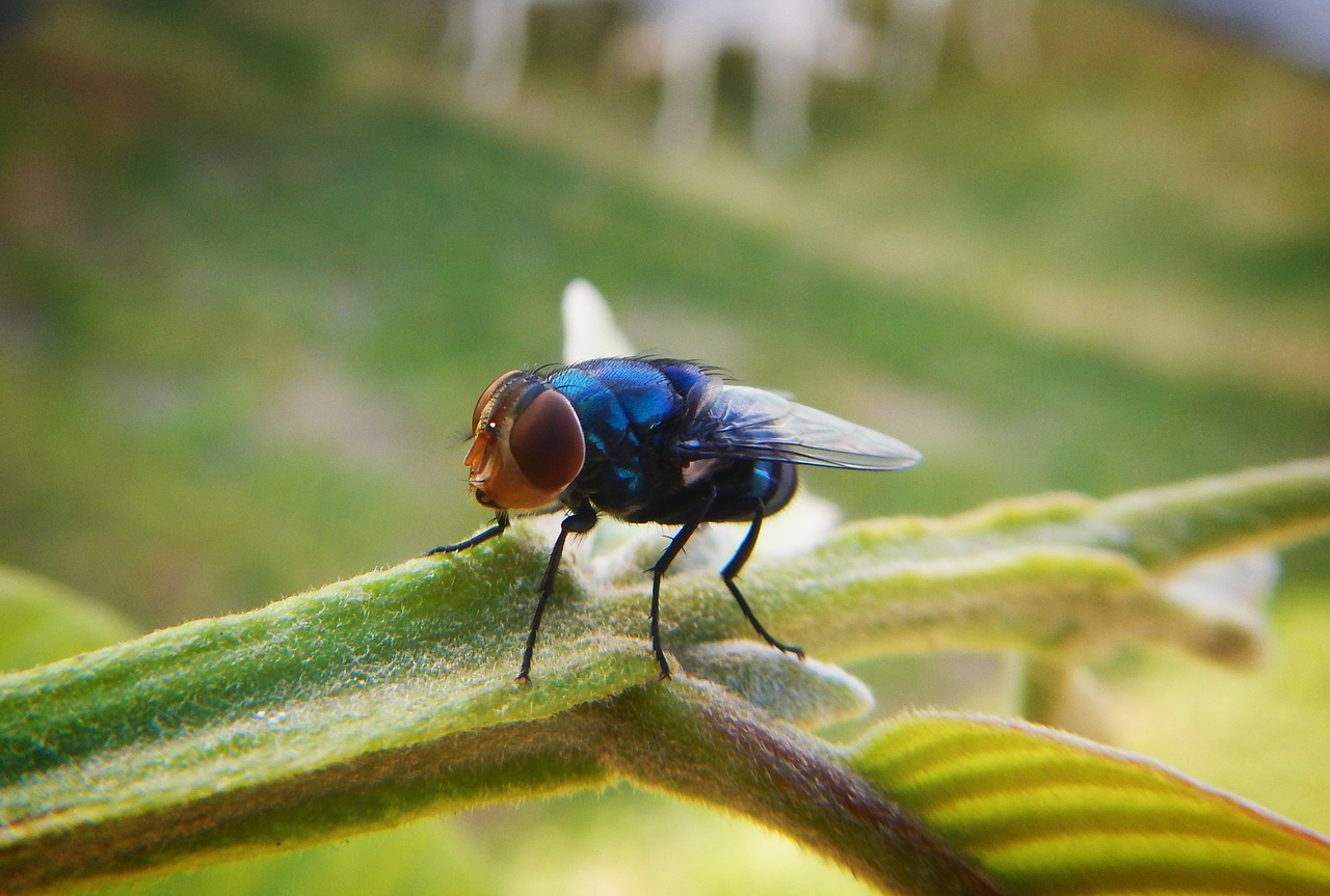 fly insect flying free photo