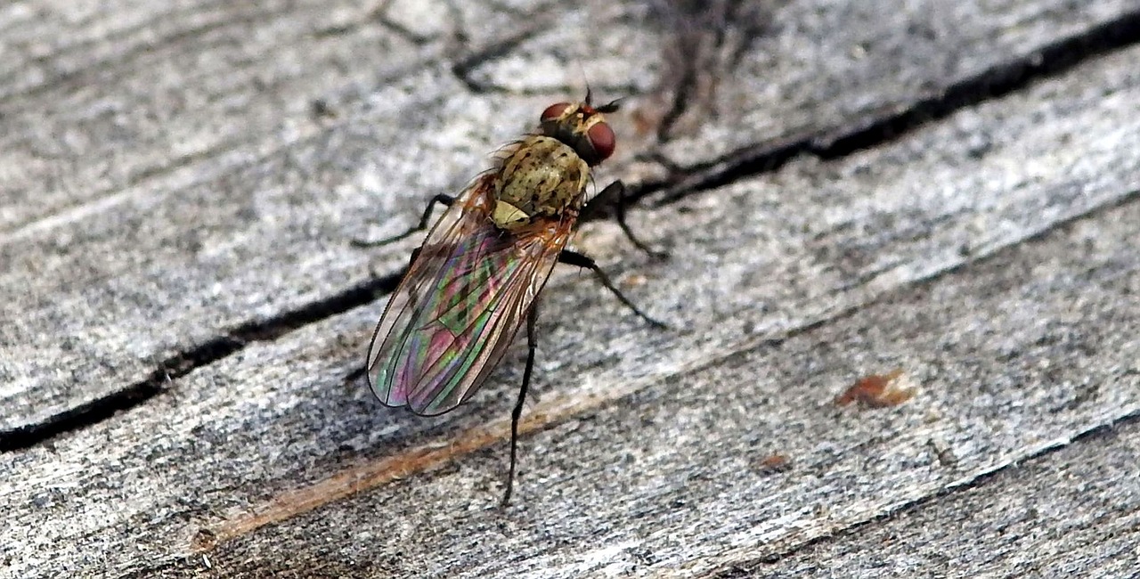 fly insect nature free photo