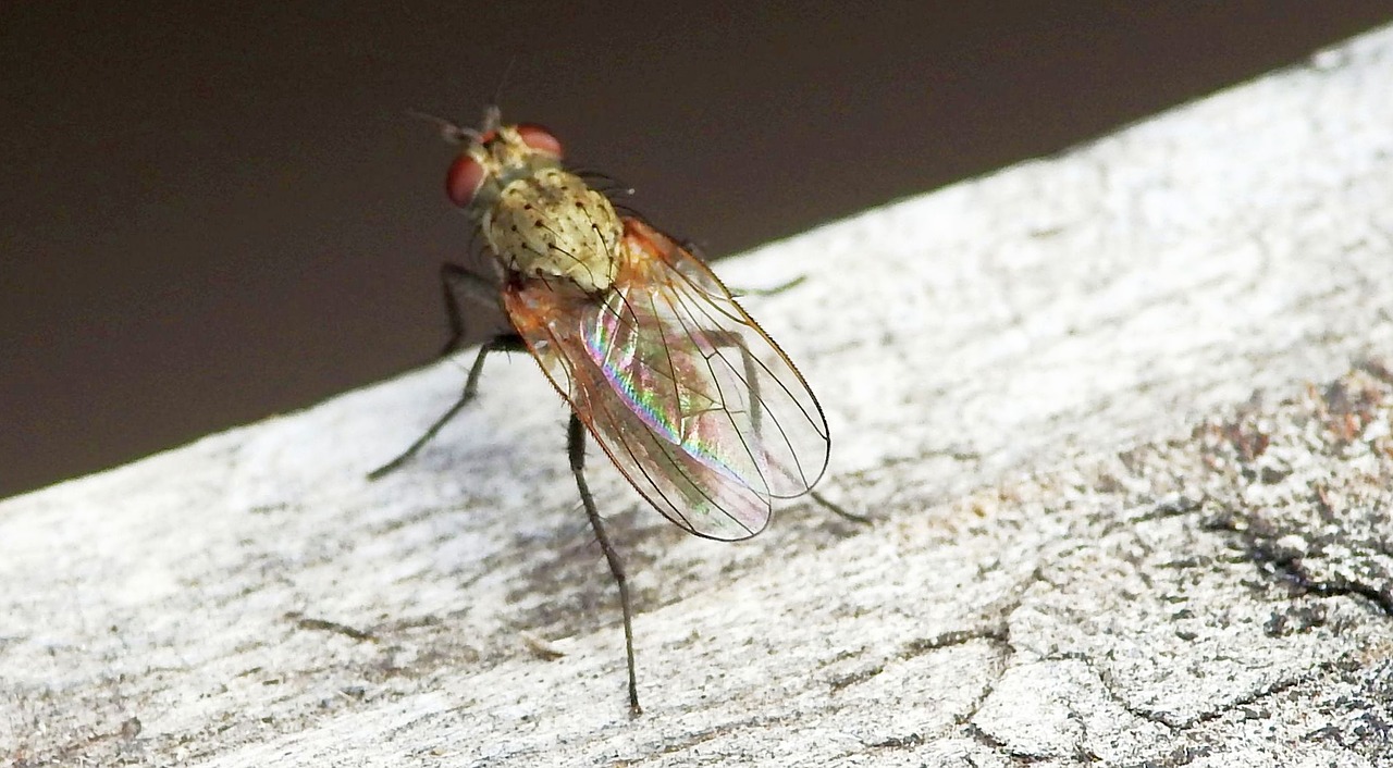 fly insect macro free photo